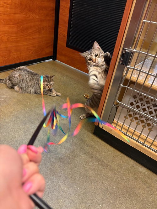 FIONA (AND GERTRUDE) - Domestic Short Hair available for adoption