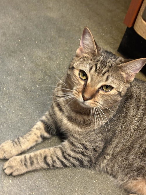 FIONA (AND GERTRUDE) - Domestic Short Hair available for adoption
