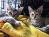 Gertrude (and Fiona) - Photo 4