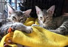 Gertrude (and Fiona) - Photo 5