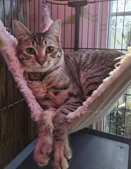 GERTRUDE (AND FIONA) - Domestic Short Hair available for adoption