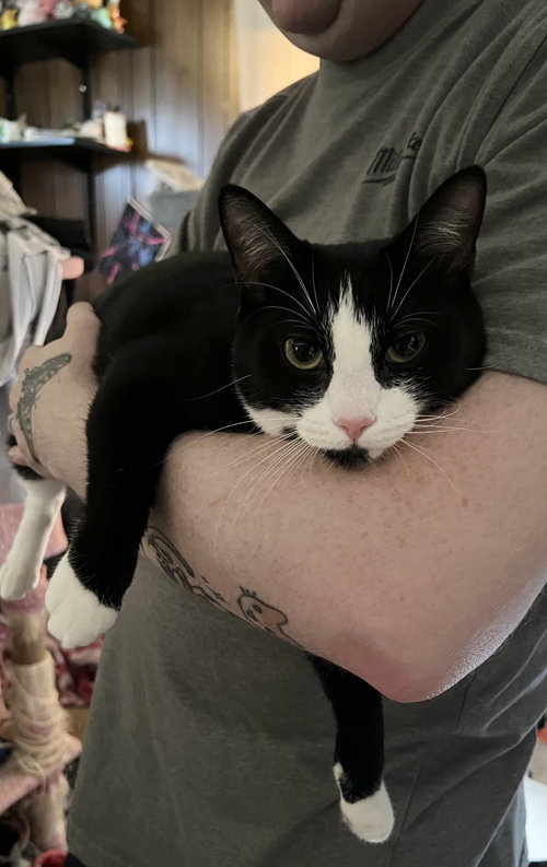 MARIE - Domestic Short Hair available for adoption