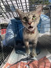 Acornia (FIV+) - Photo 9