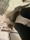 Acornia (FIV+) - Photo 8