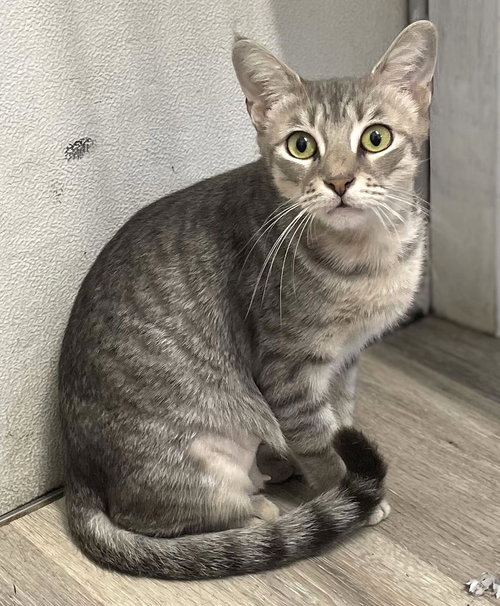ACORNIA (FIV+) - Domestic Short Hair available for adoption