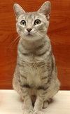 Acornia (FIV+) - Photo 1