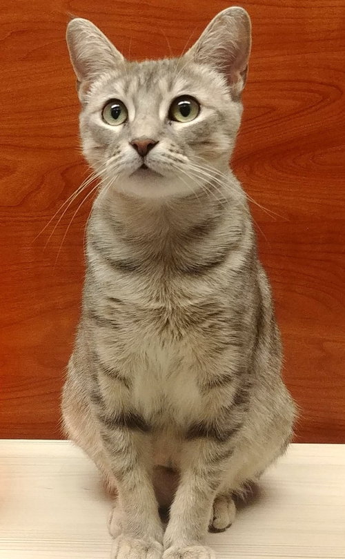 ACORNIA (FIV+) - Domestic Short Hair available for adoption