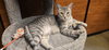 Acornia (FIV+) - Photo 10