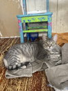 Acornia (FIV+) - Photo 7