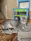 Acornia (FIV+) - Photo 5