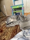 Acornia (FIV+) - Photo 6