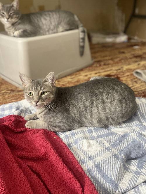 picture of the cat needing adoption