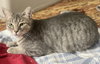 Acornia (FIV+) - Photo 3