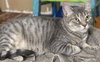 Acornia (FIV+) - Photo 4