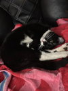 Luka - Photo 3