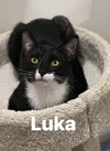 Luka - Photo 4
