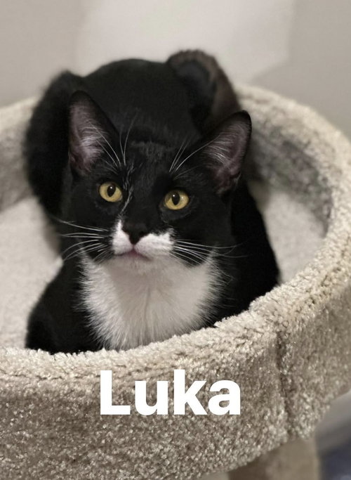 picture of the cat needing adoption