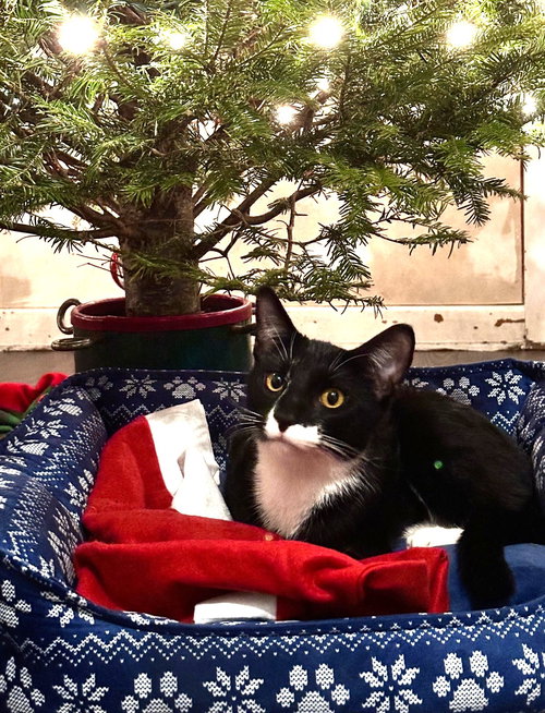 LUKA - Domestic Short Hair available for adoption
