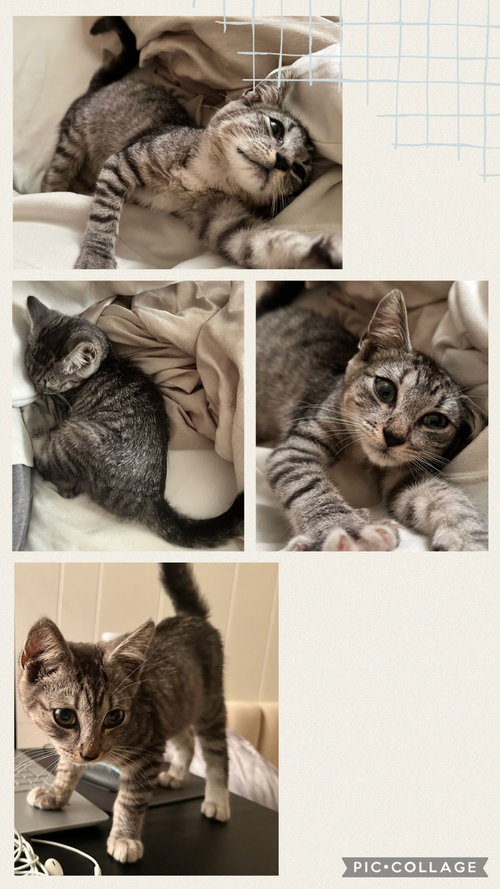 animal-image