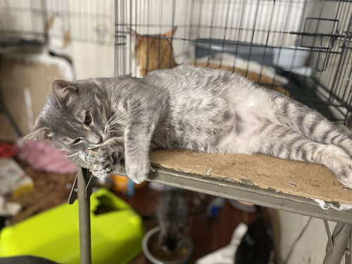 DOBIE - Domestic Short Hair available for adoption