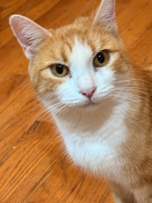 MIMI ISHI - Domestic Short Hair available for adoption