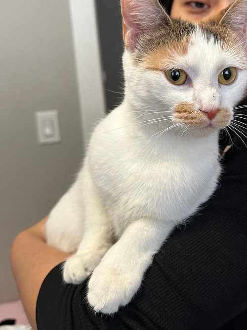 GLOW - Domestic Short Hair available for adoption