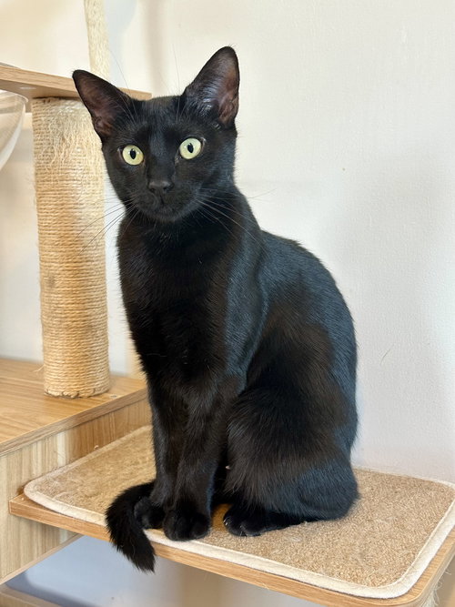 LUPITA - Domestic Short Hair available for adoption