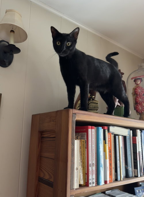LUPITA - Domestic Short Hair available for adoption