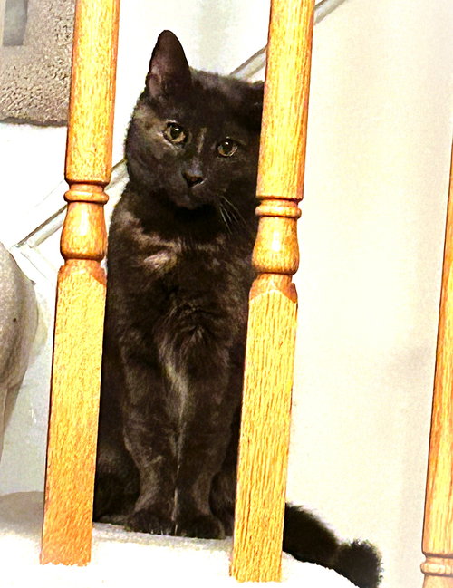 PERFECT PATCHES - Domestic Short Hair / Tortoiseshell available for adoption