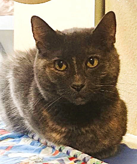 PERFECT PATCHES - Domestic Short Hair / Tortoiseshell available for adoption