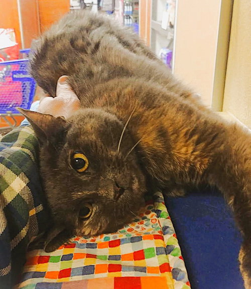 PERFECT PATCHES - Domestic Short Hair / Tortoiseshell available for adoption