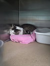 Little - Photo 12