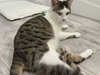 Little - Photo 9