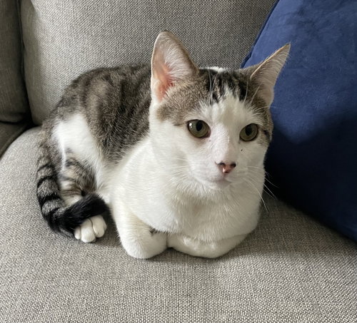 picture of the cat needing adoption