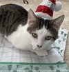 Little - Photo 7