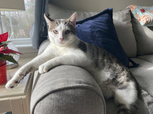 LITTLE - Domestic Short Hair available for adoption