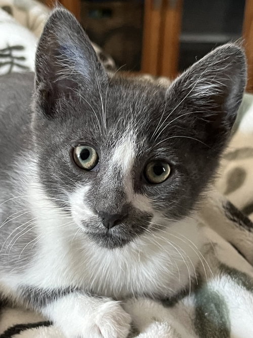 picture of the cat needing adoption