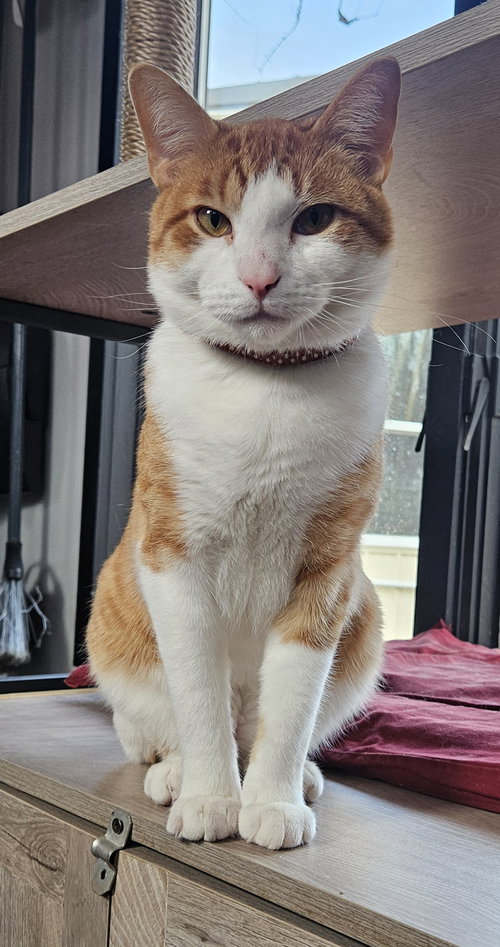 STRYPER - Domestic Short Hair available for adoption