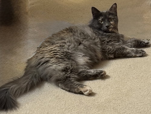 picture of the cat needing adoption