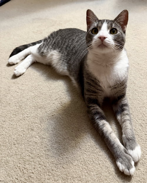 picture of the cat needing adoption