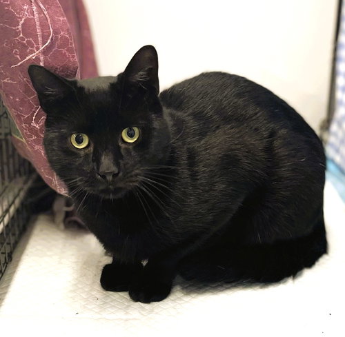 picture of the cat needing adoption