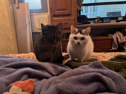 LENTIL LOAF - Domestic Short Hair available for adoption