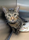 Simba Stripe - Photo 4