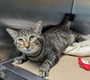 Simba Stripe - Photo 5