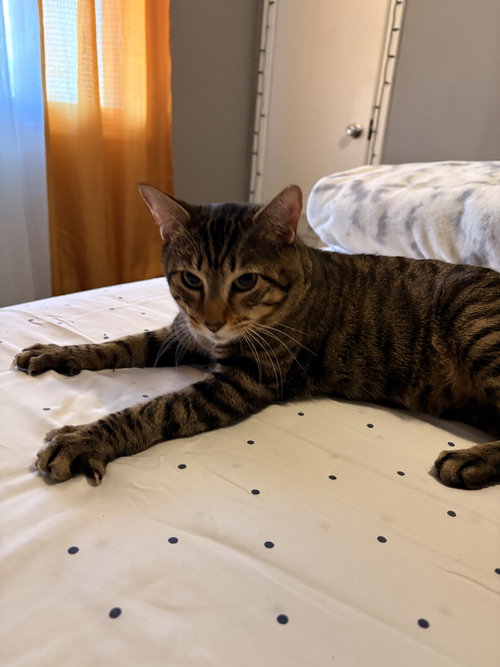 SIMBA STRIPE - Domestic Short Hair available for adoption