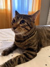 Simba Stripe - Photo 3