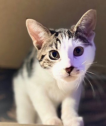 picture of the cat needing adoption