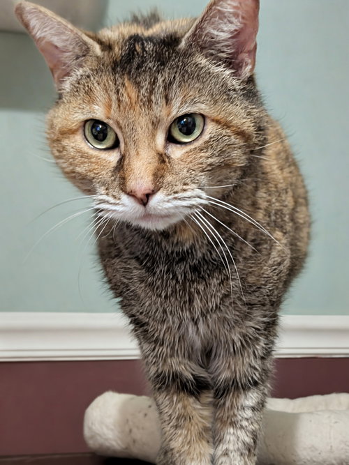 LADY BLUE - Domestic Short Hair available for adoption
