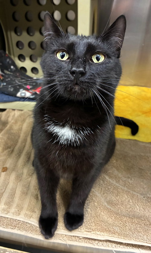 picture of the cat needing adoption
