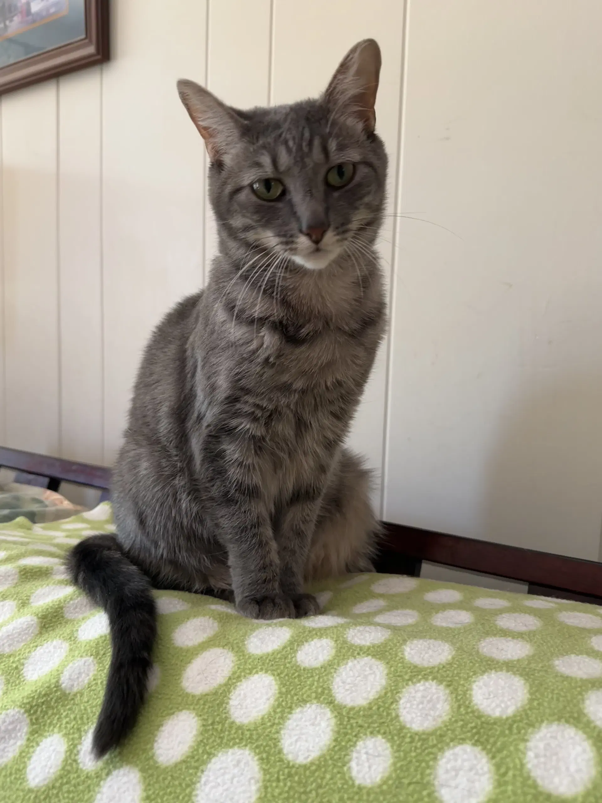 Selkie - Domestic Short Hair
